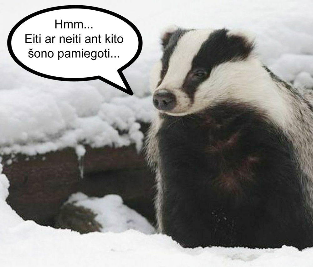 2024-01-25 | Kai Barsukas viduržiemį išeina apsidairyti…